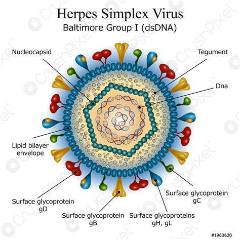 hsv virus structure